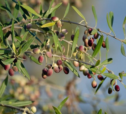 Branches d'olivier avec olives à maturité