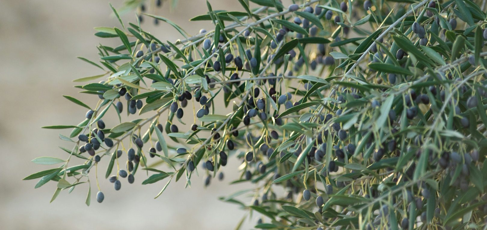 Branches d'olivier chargées de fruits