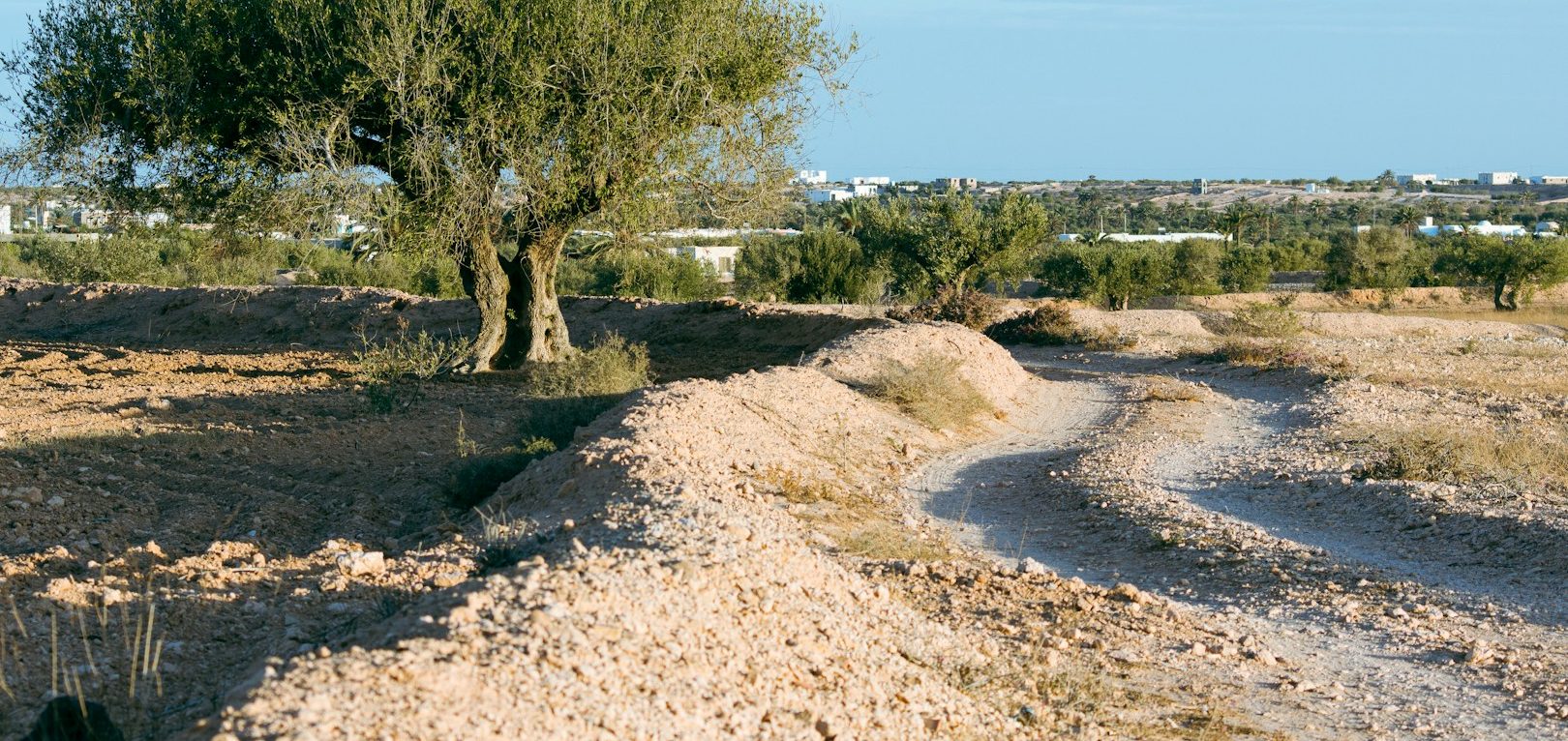 Oliveraie tunisienne au coucher du soleil